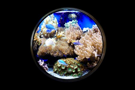 Porthole coral reef coral photo