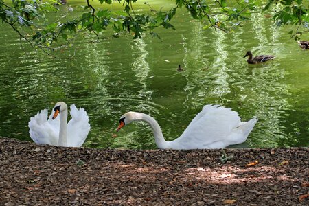 Swan lake bird