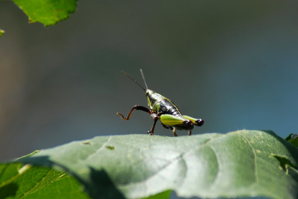 Insects tlapa de comonfort gro