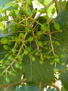 Vintage nature bunch of grapes photo