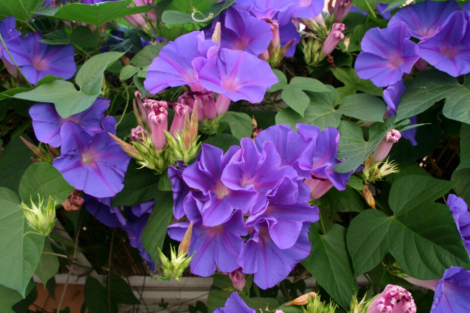 Bright blossom bloom
