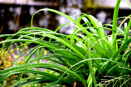 Field plant lawn