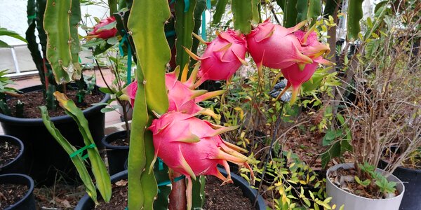 Tropical exotic ripe