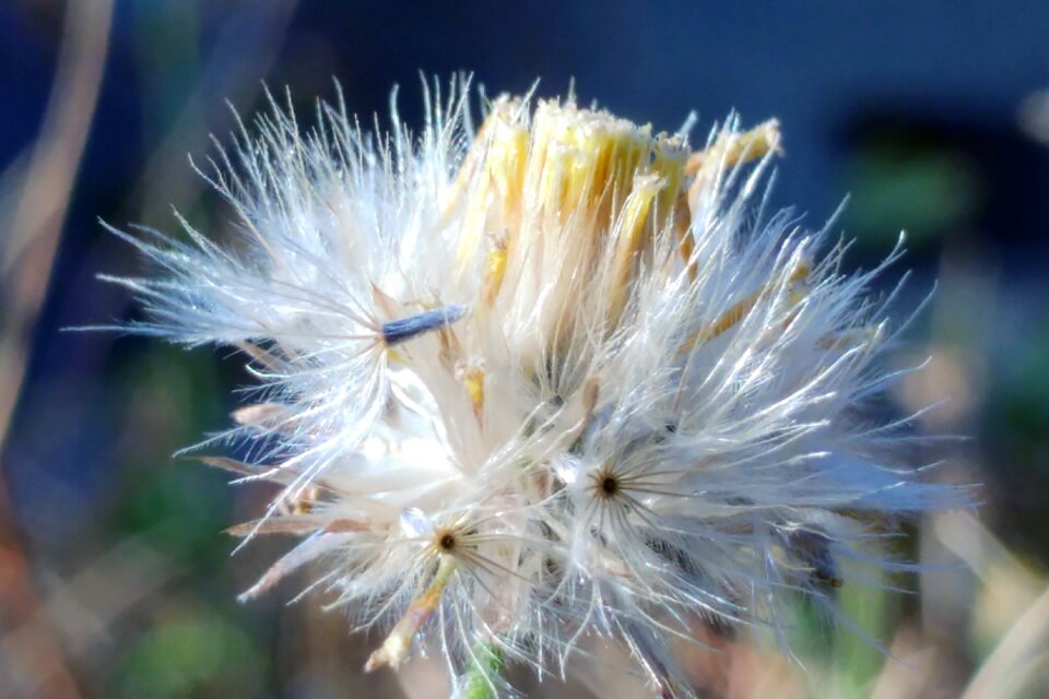 White flower seeds macro