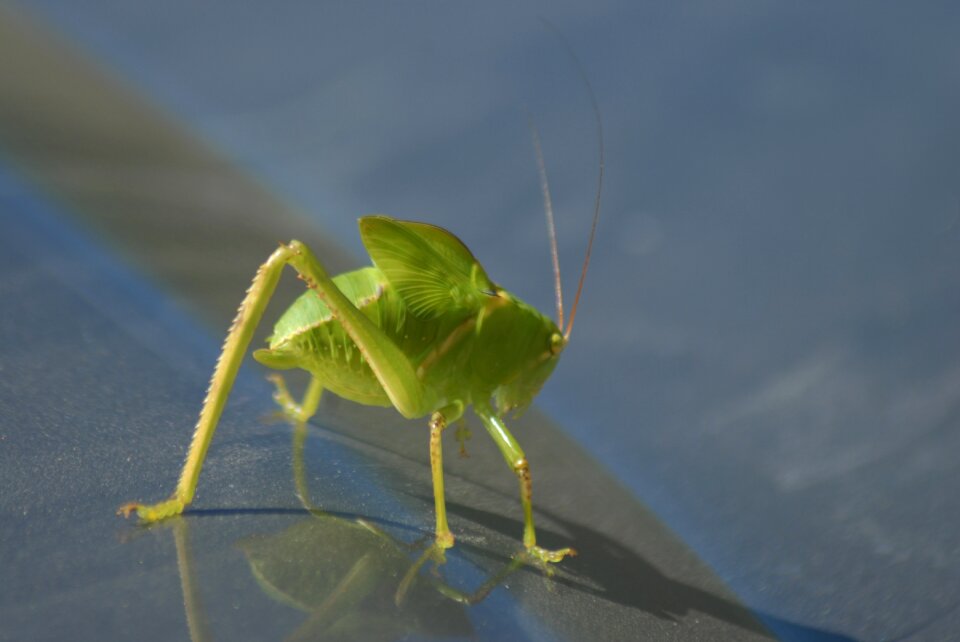 Strange insect tlapa de comonfort gro