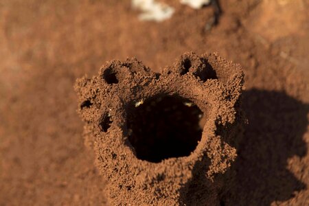 Termite colony wildlife