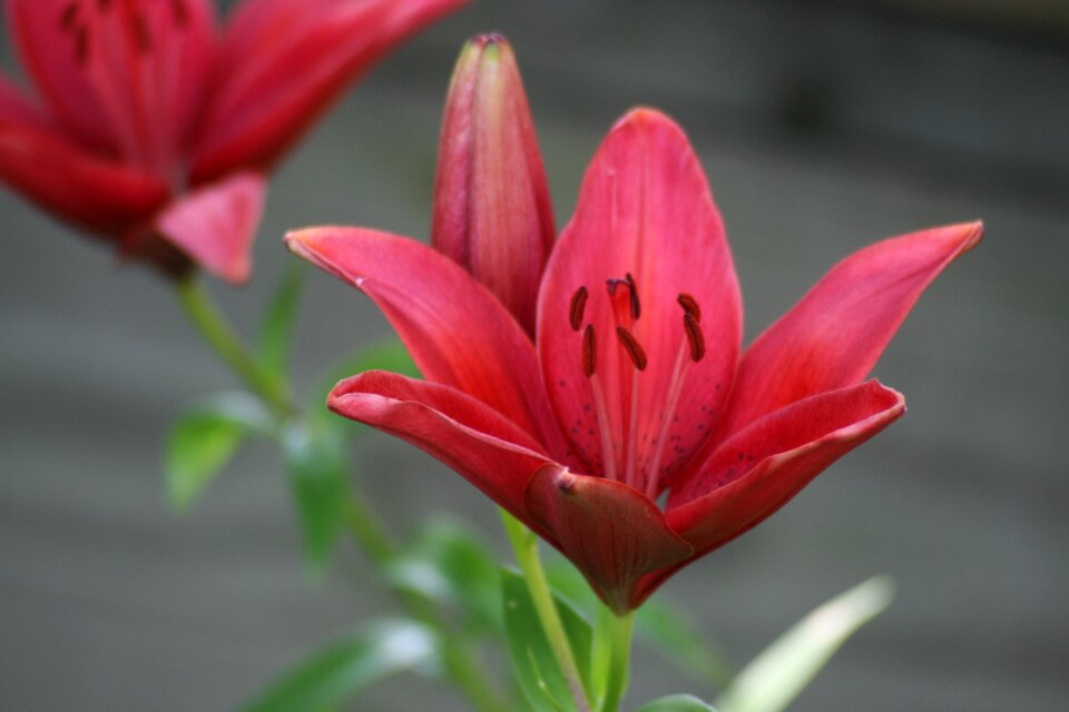 Nature summer flora