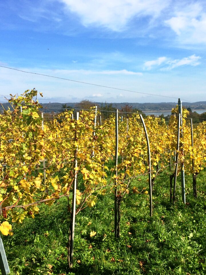 Reichenau island lake constance vineyard