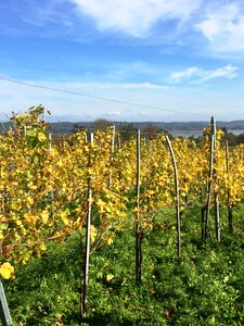 Reichenau island lake constance vineyard