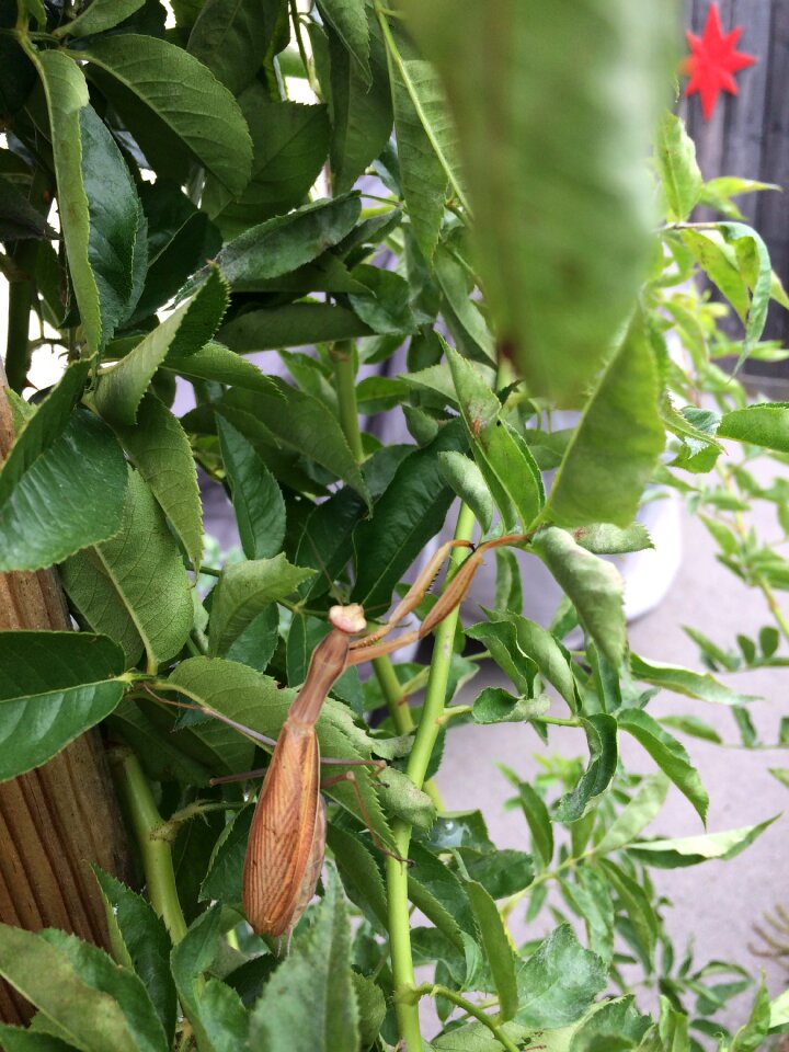 Praying mantis insect spider