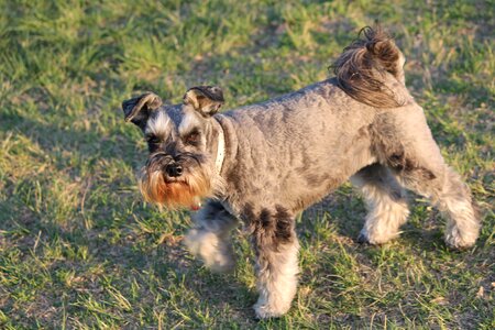 Pedigreed pet park animal photo