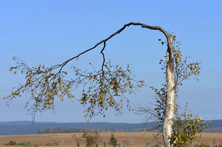 Landscape branches autumn