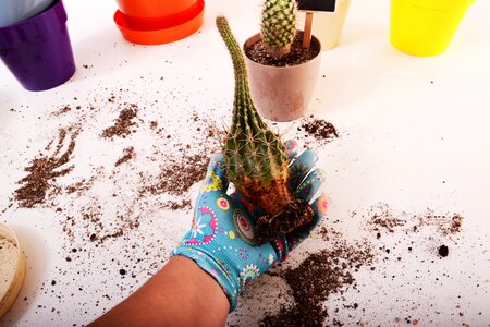 Growing growth seedling
