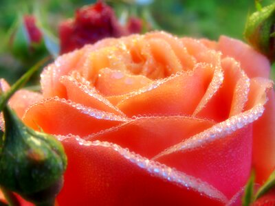 Bloom rose bloom dewdrop