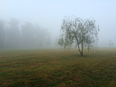 Fog willow weeping photo