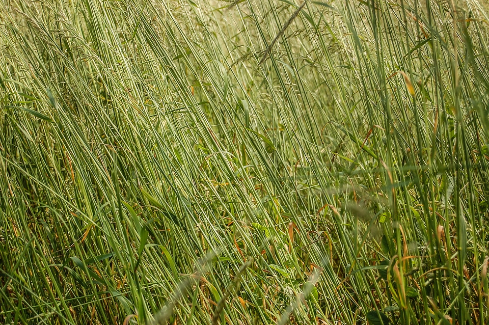 Texture the background green