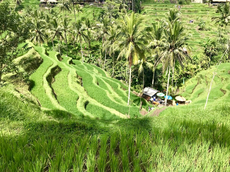 Summer plant landscape