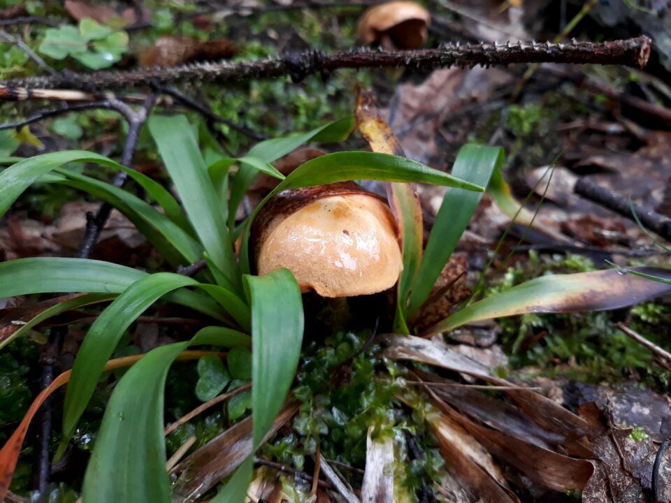 Fungus grass forest
