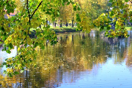 Tree landscape colors