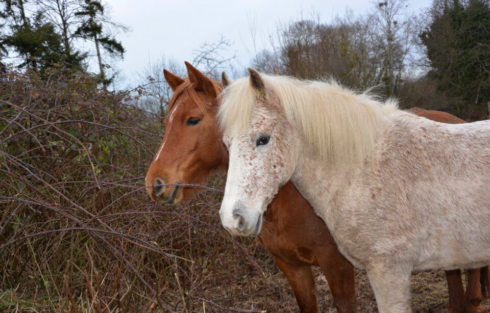 Profiles horses mane portrait