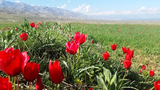 Tulip parwan