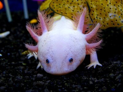 Underwater world pestresistant