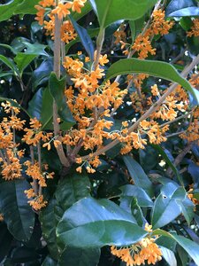 Osmanthus autumn flowers in full bloom photo