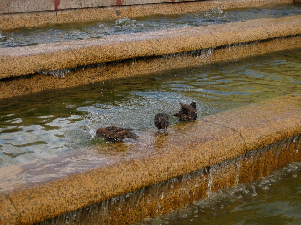 Nature fauna summer