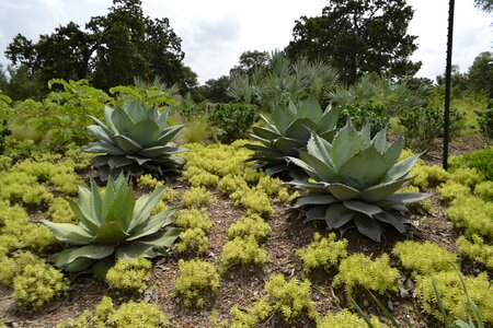 Houston texas summer photo