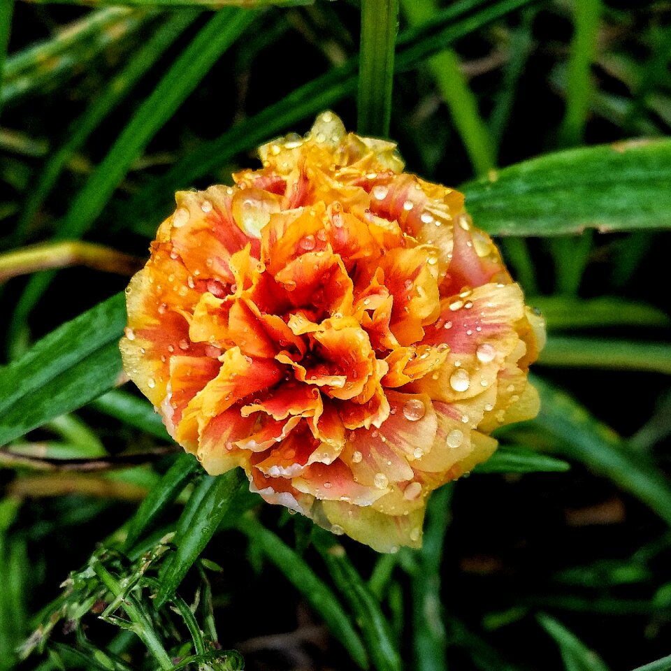 Rain drops wet