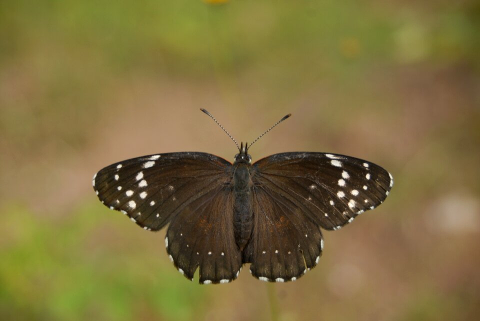Butterfly tlapa de comonfort gro