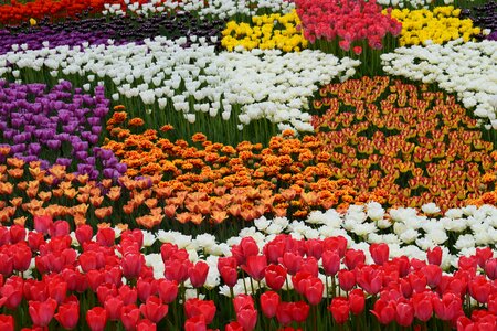 Beautiful flowers flower carpet many colors photo