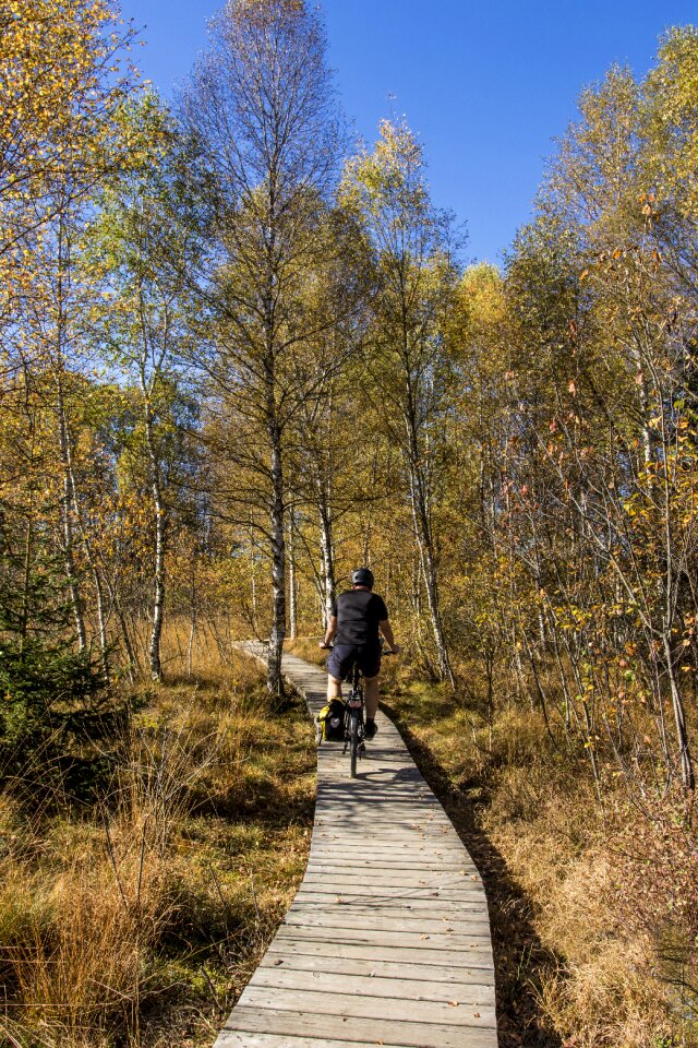 Autumn autumn forest cycling