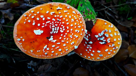 Forest fly agaric red nature photo