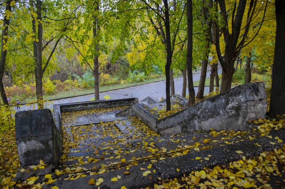 Wet autumn foliage