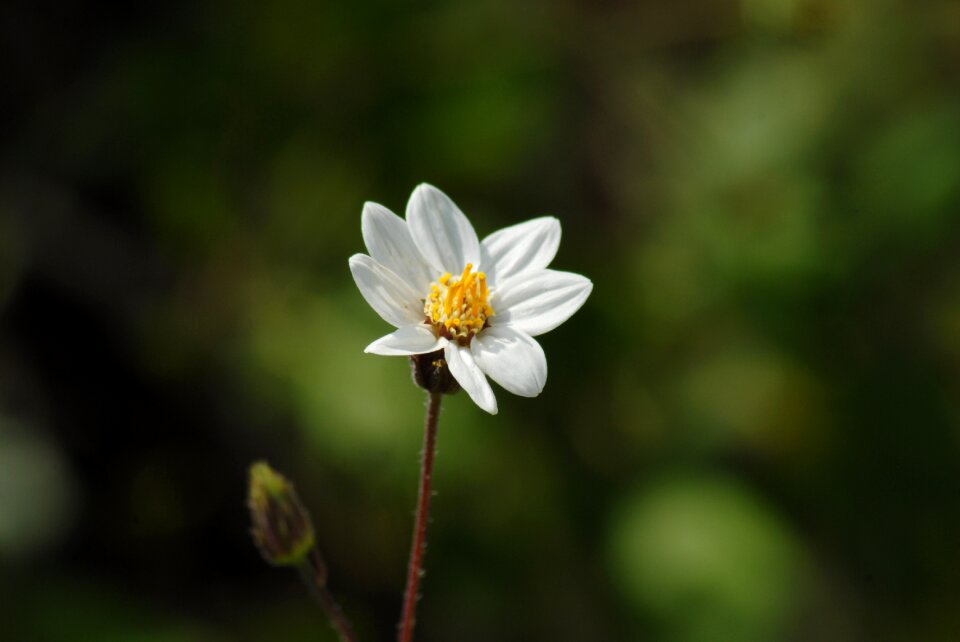 White flower nature wild
