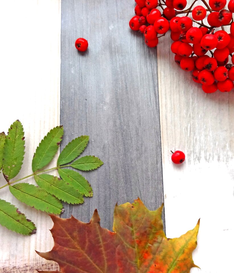 Rowan maple leaf red