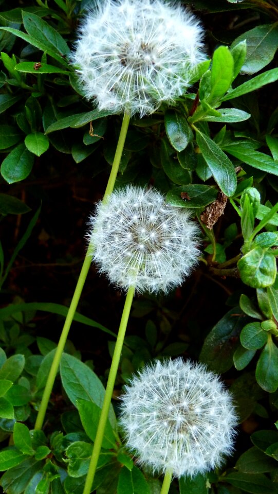 Plant garden nature