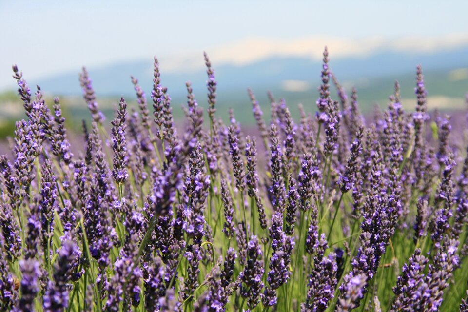 Provence lavender field summer
