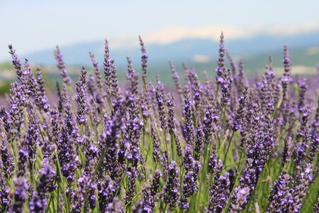Provence lavender field summer photo