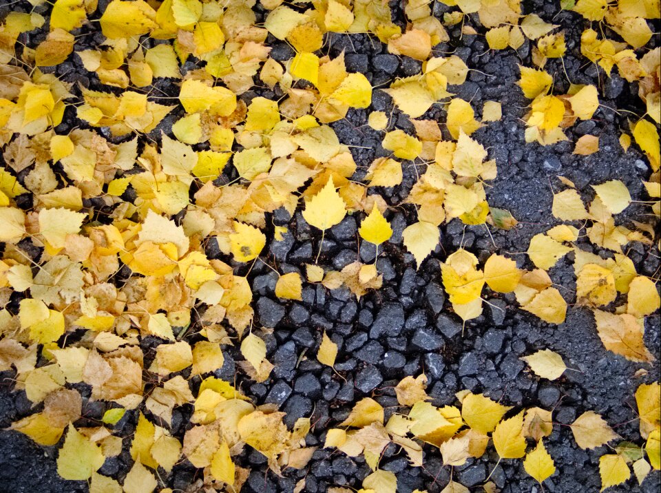 Yellow grey autumn