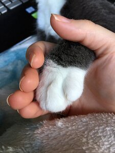 Animal paw feline photo