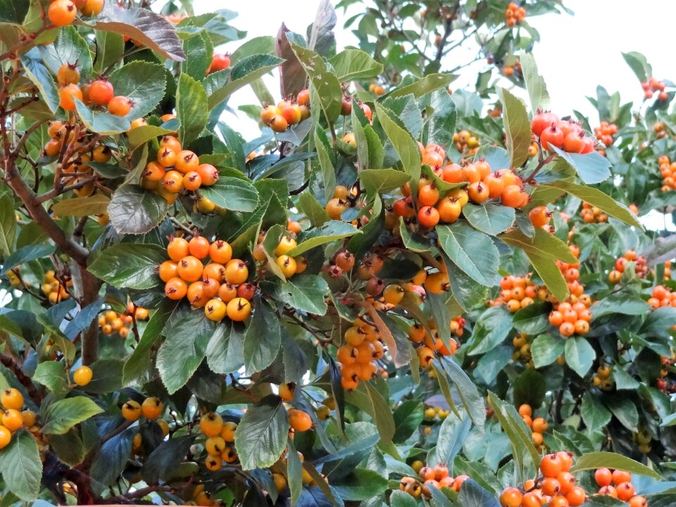 The beauty of autumn shrubs indian summer