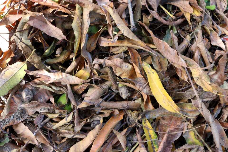 Dry leaf foliage dries nature