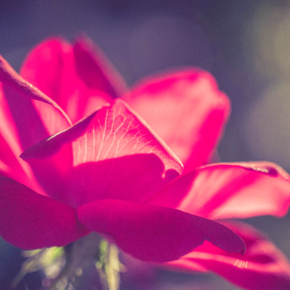 Knockout pink romantic