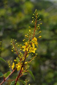 Wild tlapa de comonfort gro