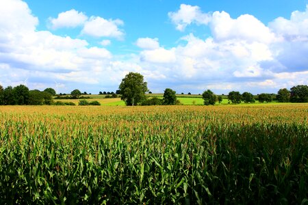 Corn summer agriculture photo