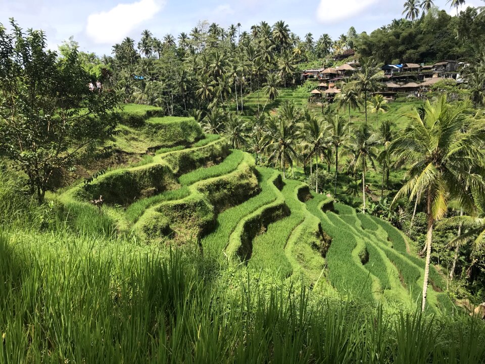 Landscape field plant