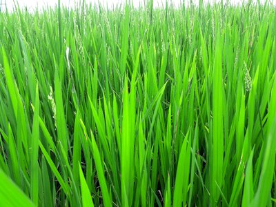 Rice fields scenery natural