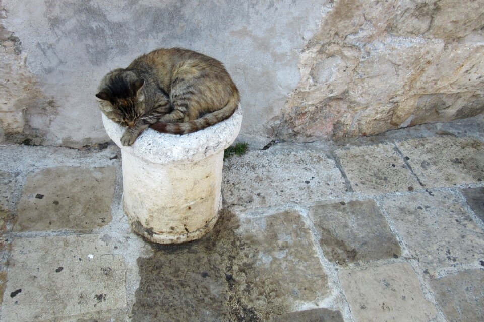 Dubrovnik port cat